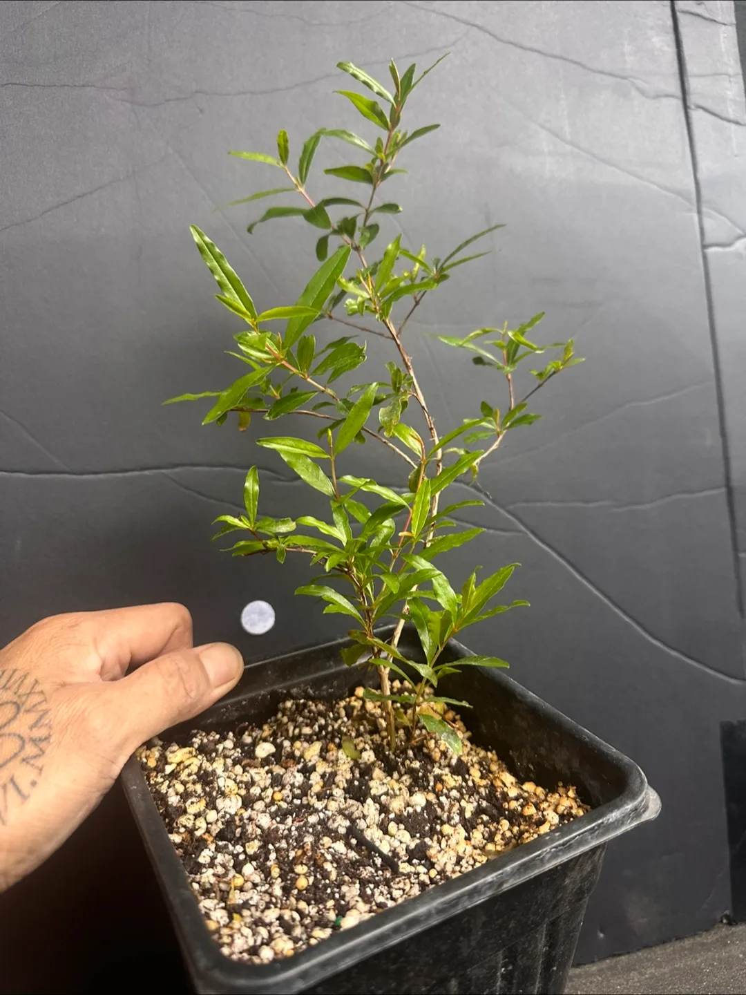 Pomegranate Plant in Black Pot image indicator(3)