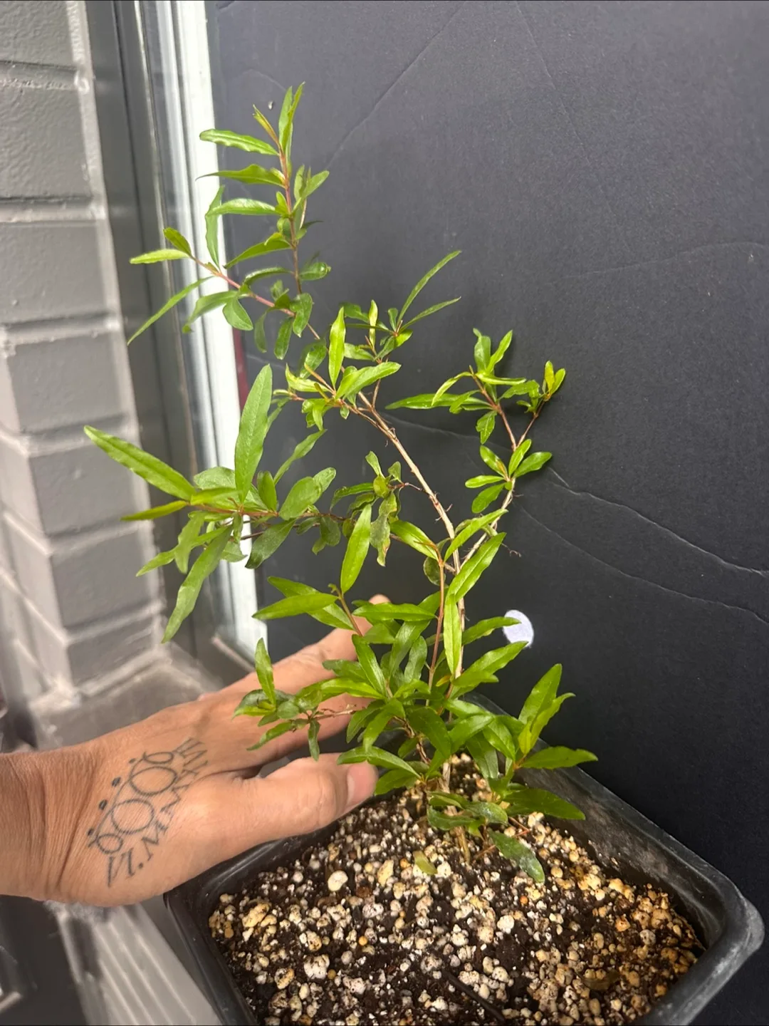 Pomegranate Plant in Black Pot image indicator(2)