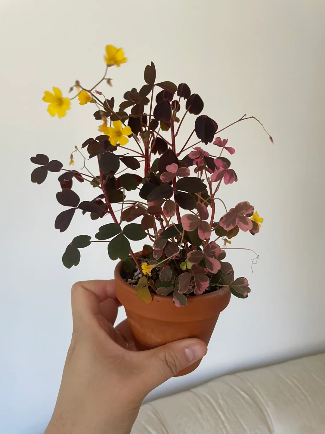 Oxalis Plant in 3–4” Colorful Leaves & Yellow Blooms 🪴🌼 thumbnail