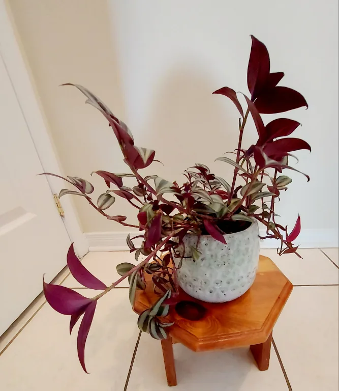 Tradescantia Zebrina Flower in Blue Heavy Planter image indicator(8)