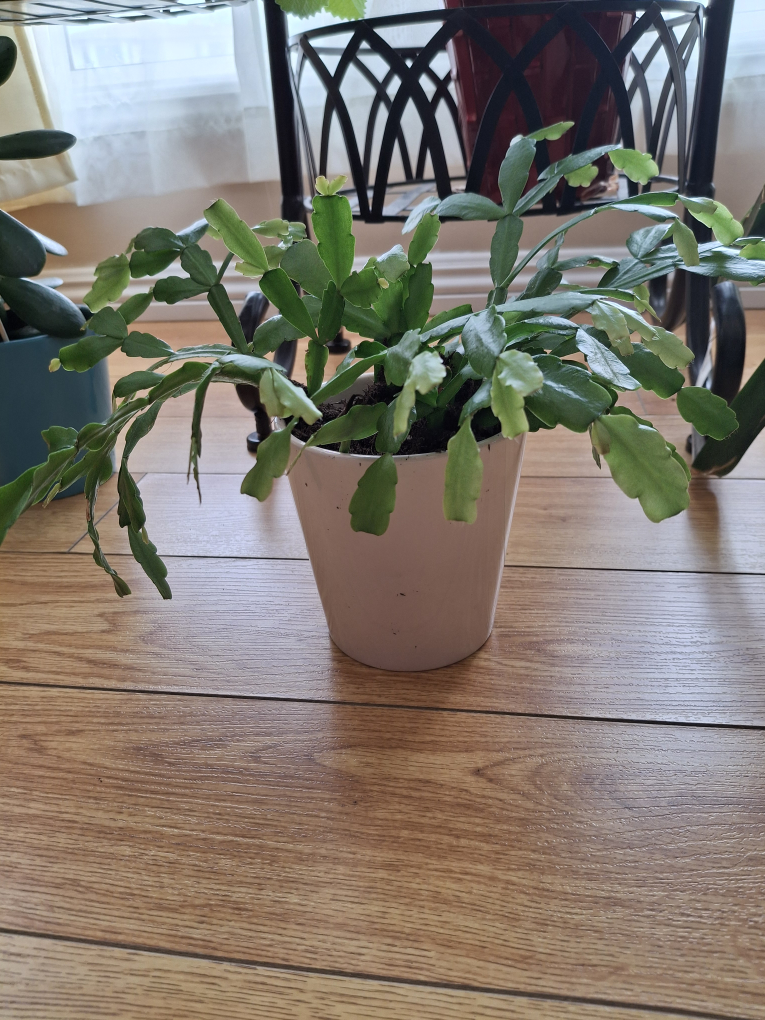 Christmas Cactus Plant