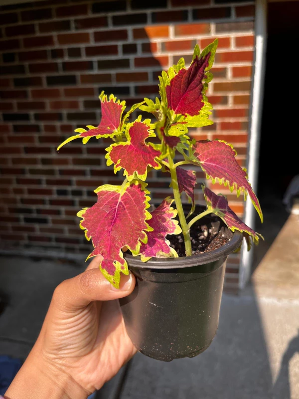 Plants For Sale - Wandering Jew and  Coleus