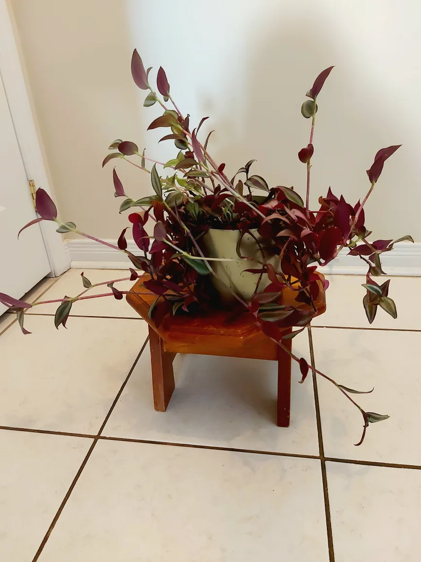 Tradescantia Zebrina Flower with Metallic Green Planter image indicator(8)