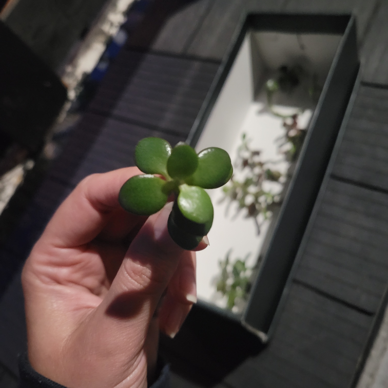 Free Jade Plant Cuttings - Curbside - photo 2