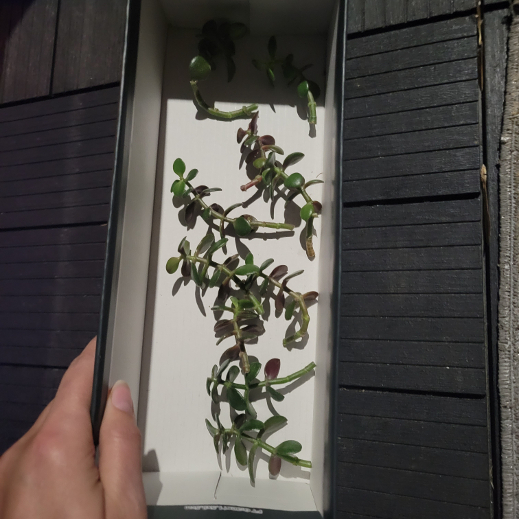 Free Jade Plant Cuttings - Curbside - photo 4