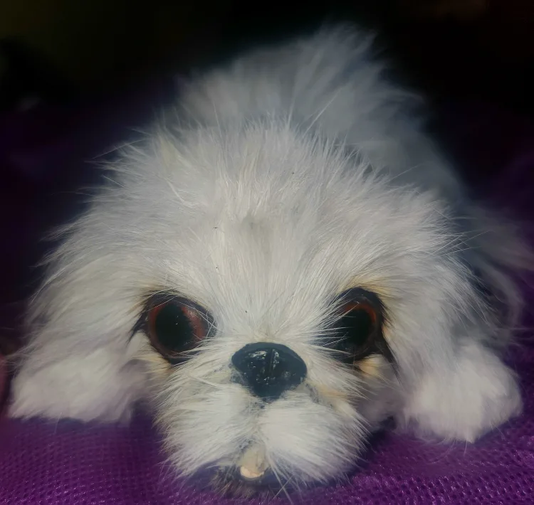 Plush White Dog thumbnail