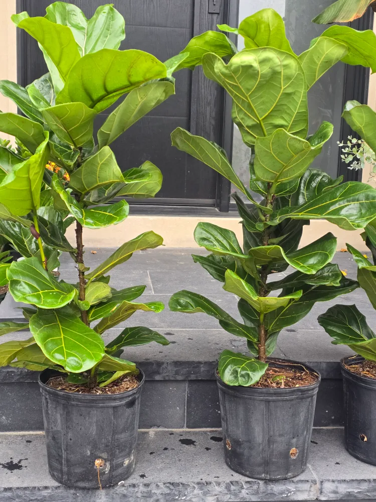 Fiddle Leaf Fig Tree in Pot thumbnail