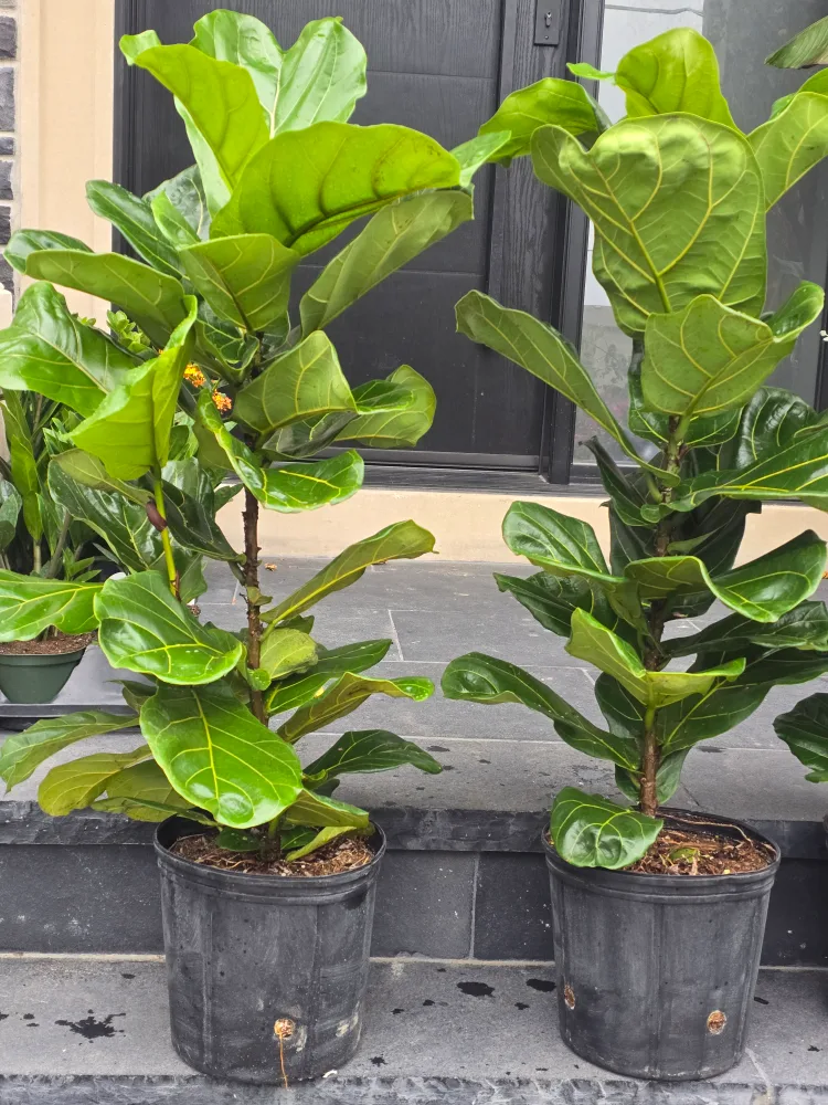 Fiddle Leaf Fig Tree in Pot image indicator(2)