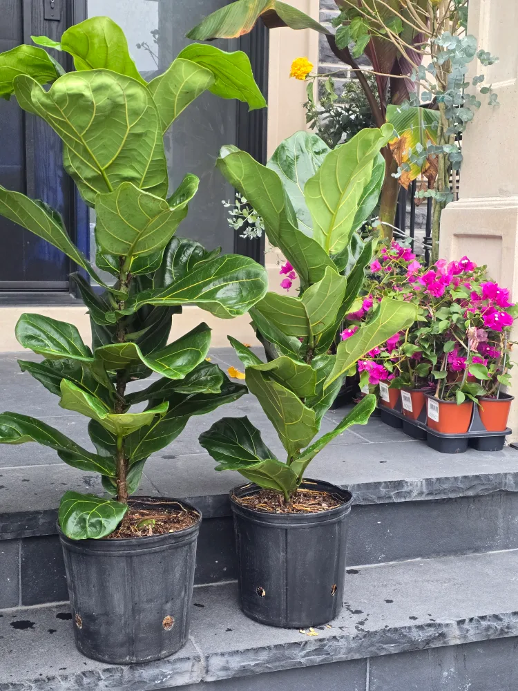 Fiddle Leaf Fig Tree in Pot image indicator(3)