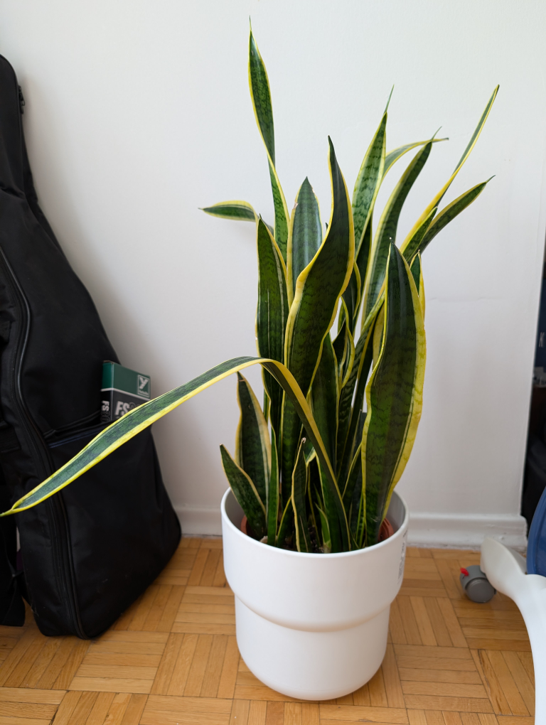 Snake Plant in IKEA FÖRENLIG Pot
