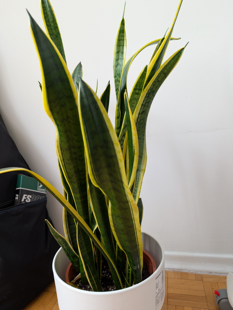 Snake Plant in IKEA FÖRENLIG Pot - photo 2