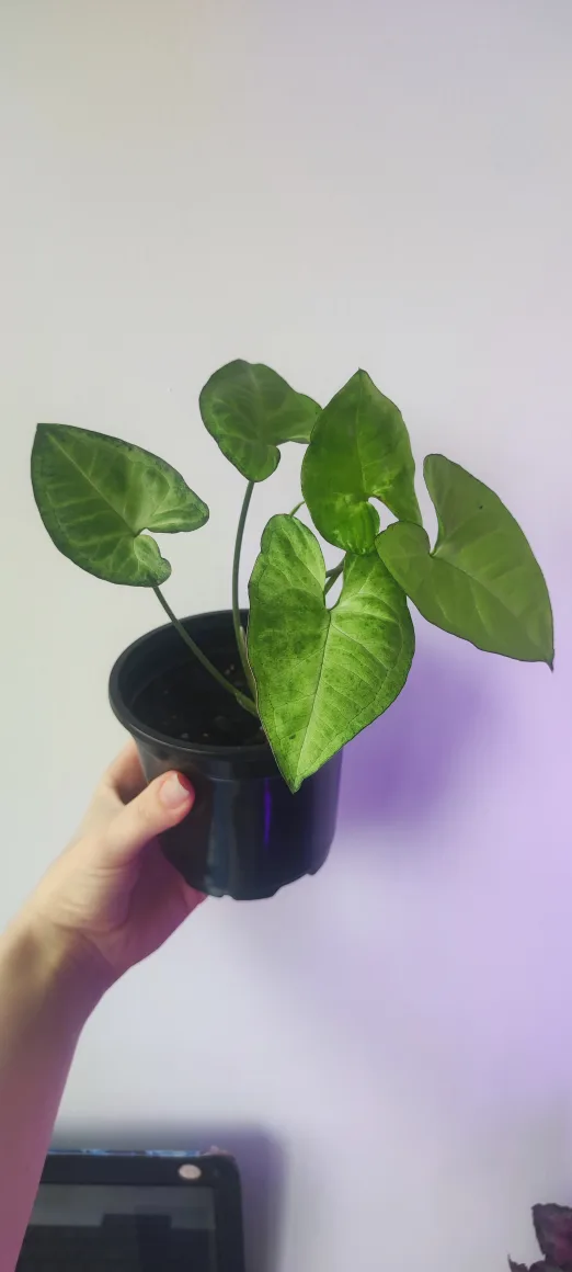 Syngonium Green Gold image indicator(2)