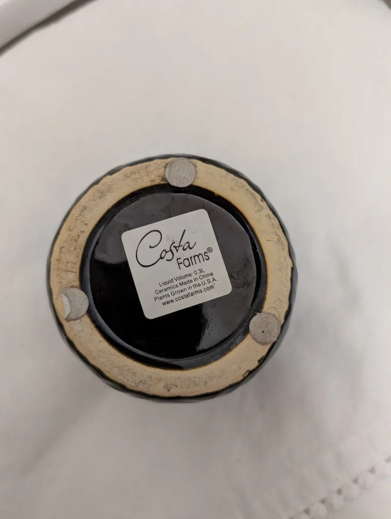 Costa Farms Black Ceramic Planter 💚 image indicator(3)