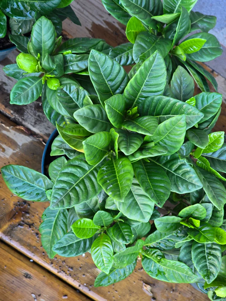 Gardenia Plant 6"pot thumbnail