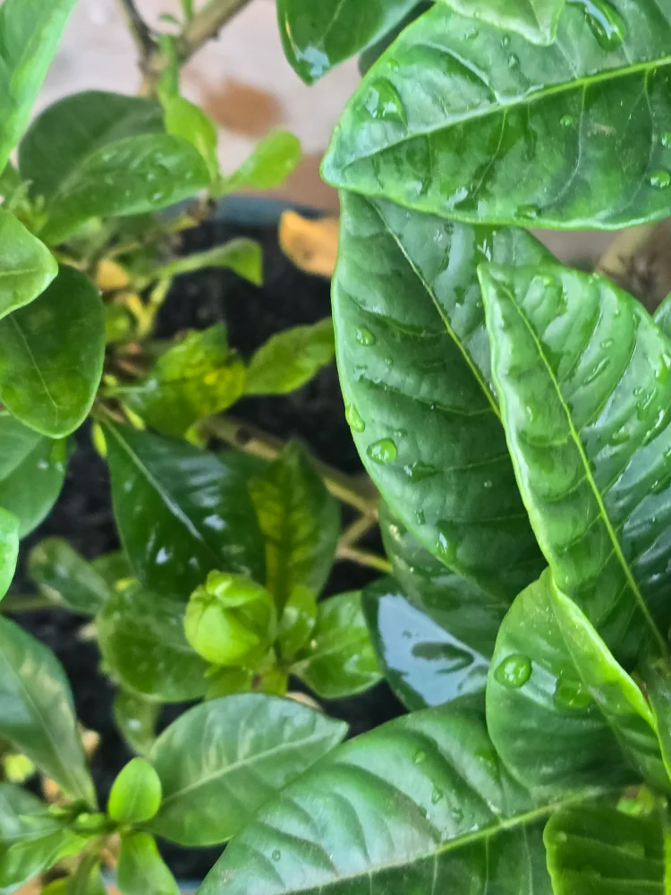 Gardenia Plant 6"pot image indicator(3)