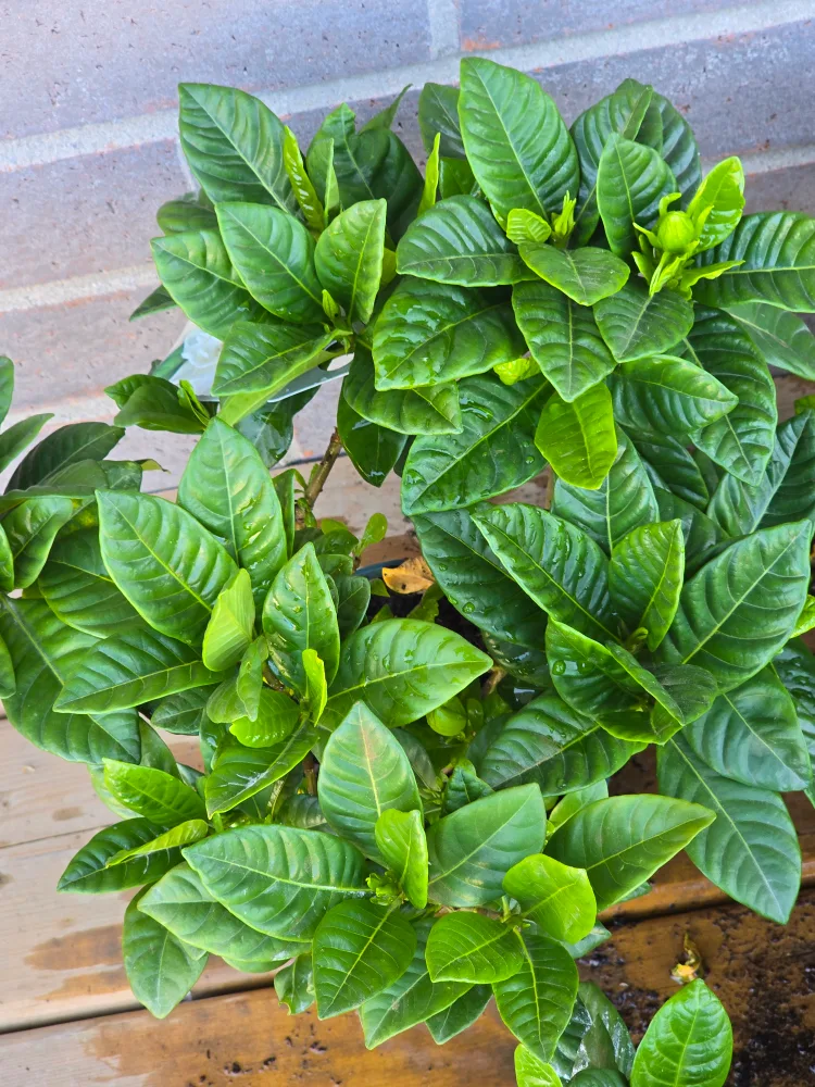 Gardenia Plant 6"pot image indicator(4)