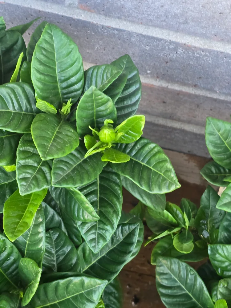 Gardenia Plant 6"pot image indicator(6)