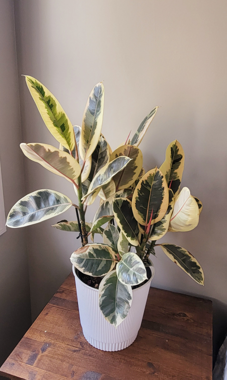 Rubber Plant