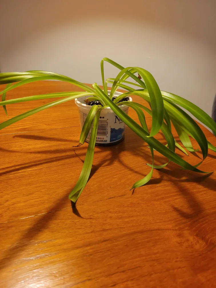Spider Plant thumbnail