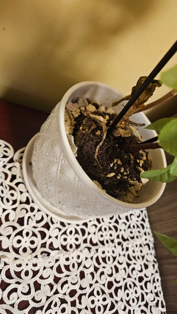 💚White Ceramic Plant Pot With Matching Saucer image indicator(2)