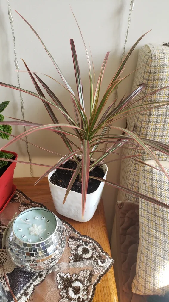 Live House Plants image indicator(3)