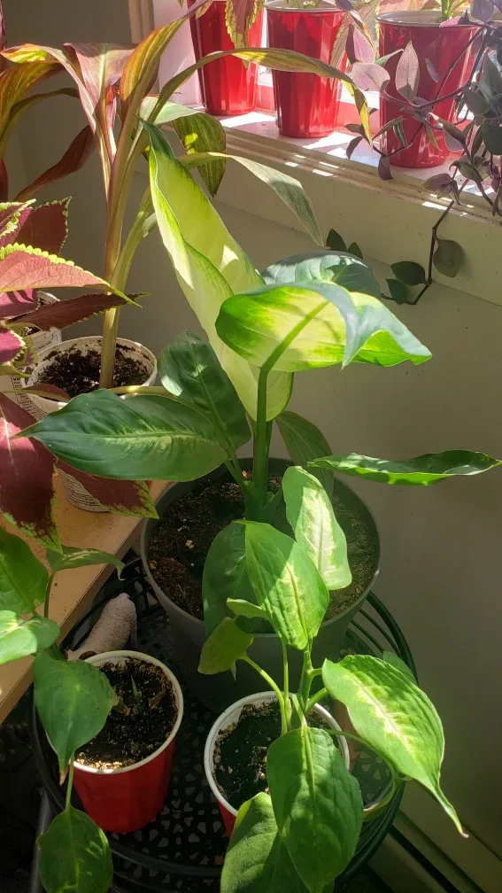 Live House Plants image indicator(5)