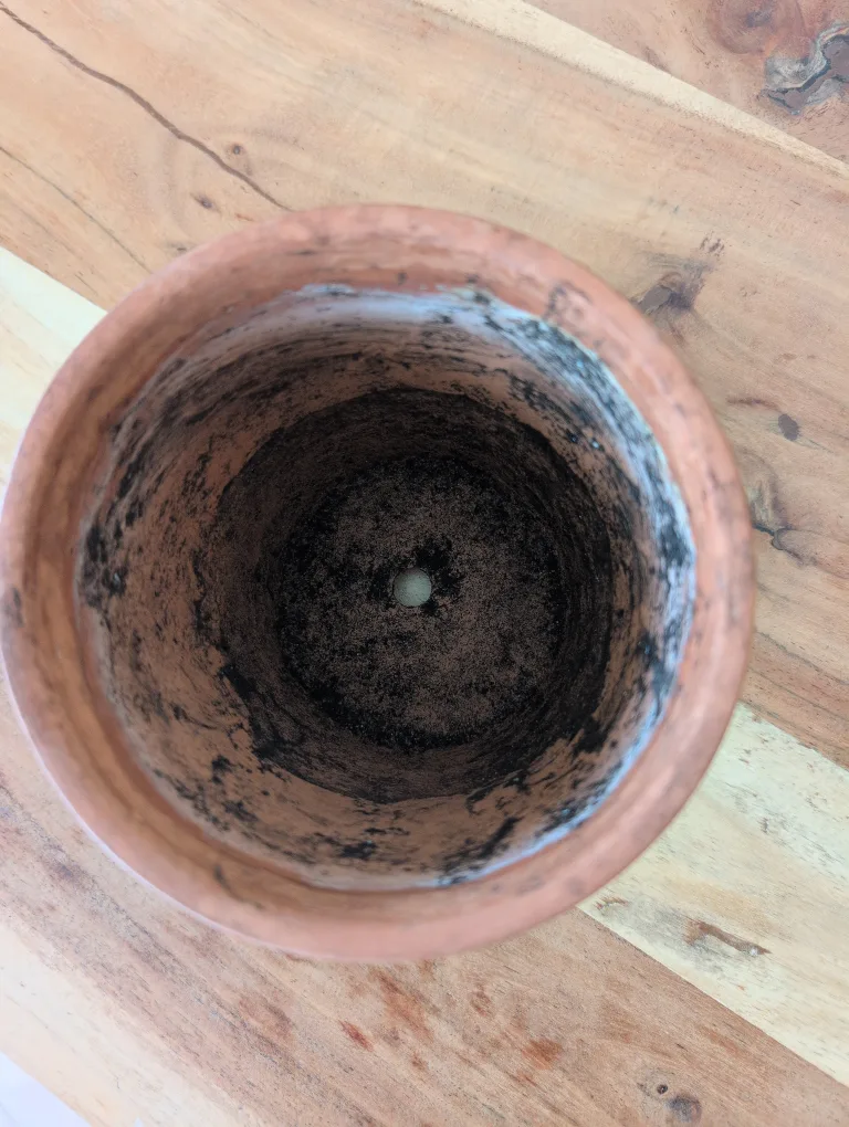 Terracotta Plant Pot #freecycle image indicator(3)