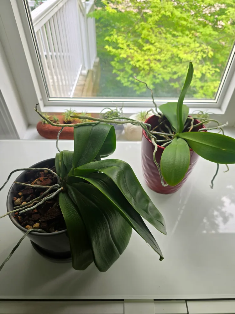 Orchids x2 thumbnail