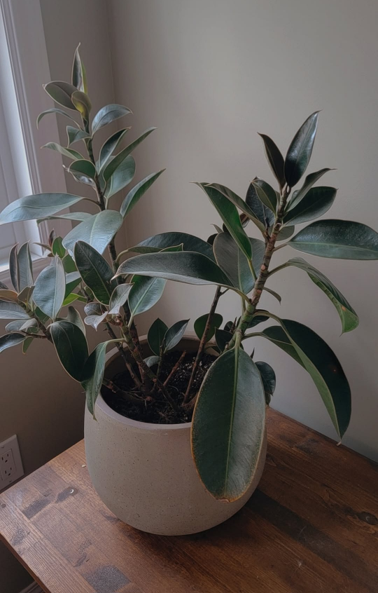 Decora rubber tree