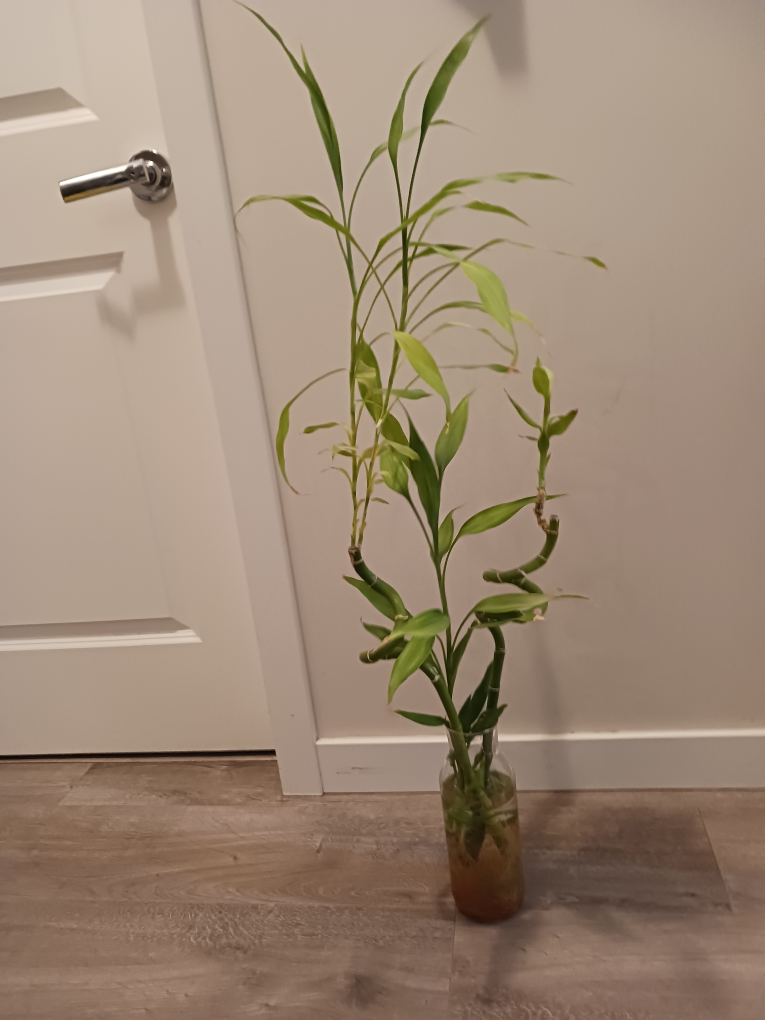 Vase and 2 Healthy Lucky Bamboo Shoots