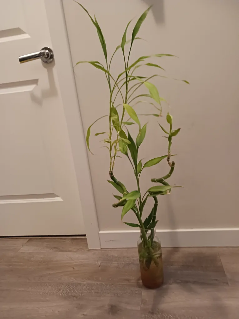 Vase and 2 Healthy Lucky Bamboo Shoots thumbnail