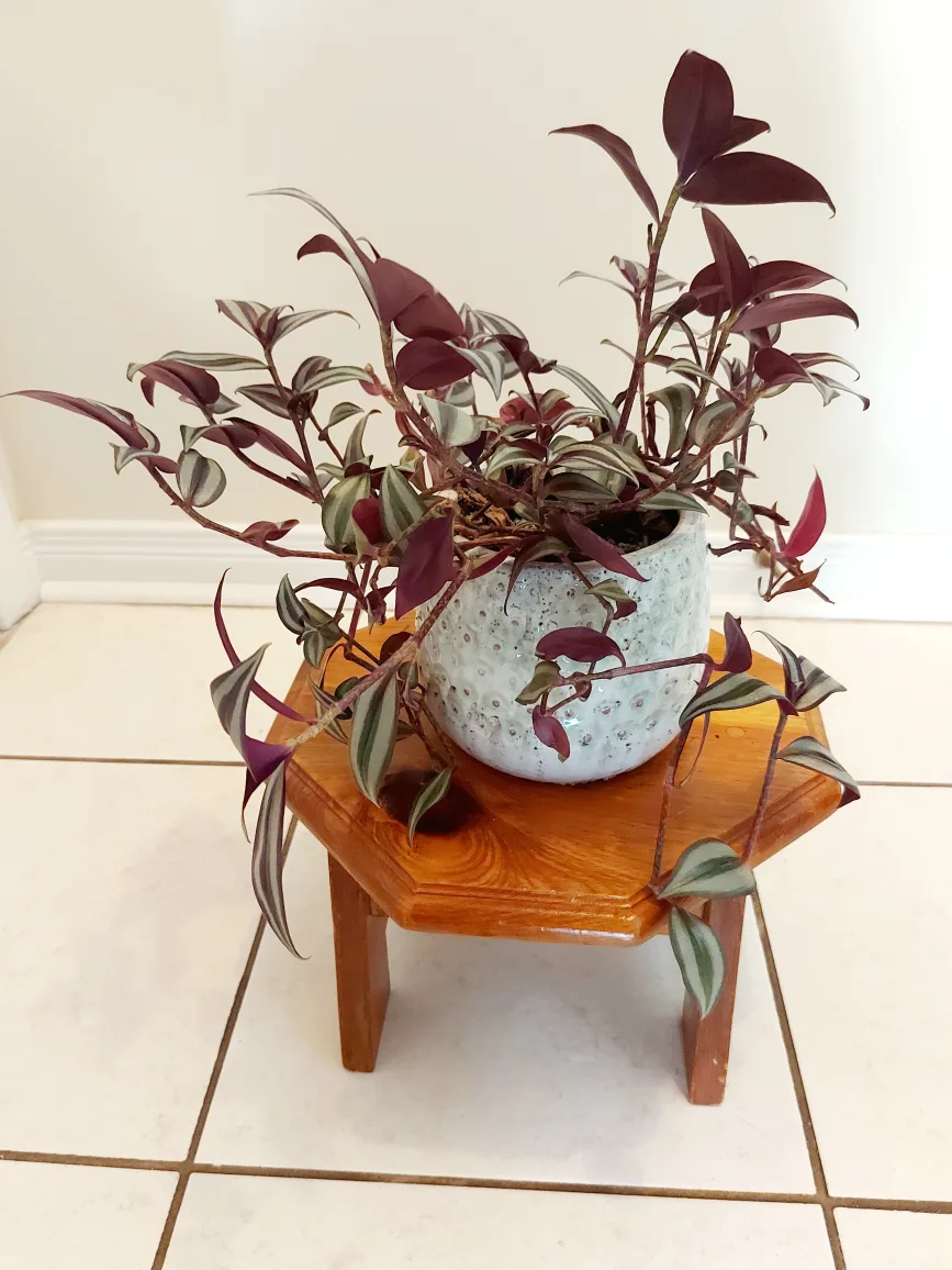 Tradescantia Zebrina Flower in Blue Heavy Planter image indicator(2)