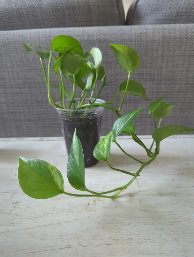 Pothos Plant thumbnail