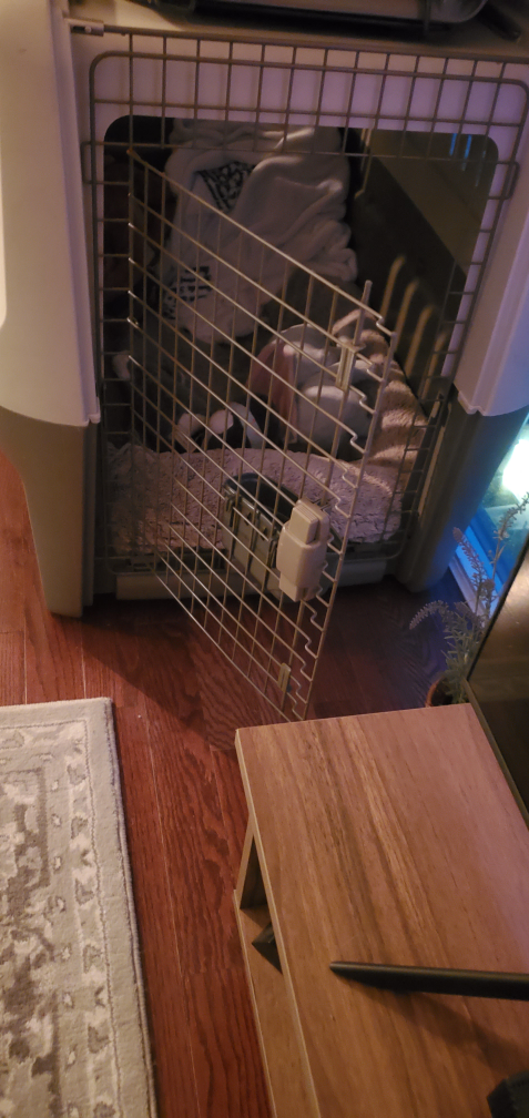 Pet Carrier XXL Travel compliant - photo 2