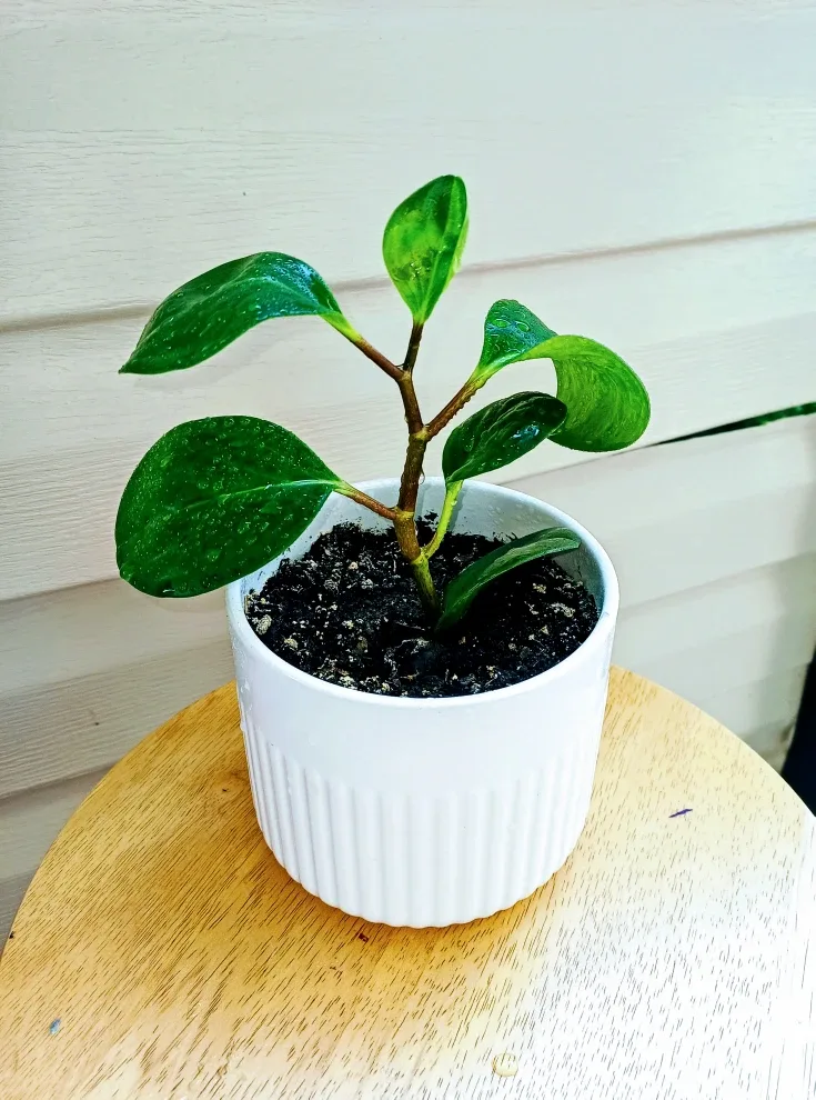 9½" Rubber Plant in Ceramic Pot thumbnail