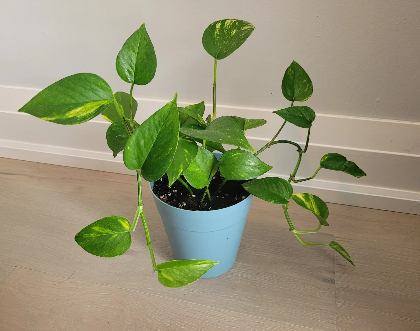 Golden Pothos in Blue Pot thumbnail