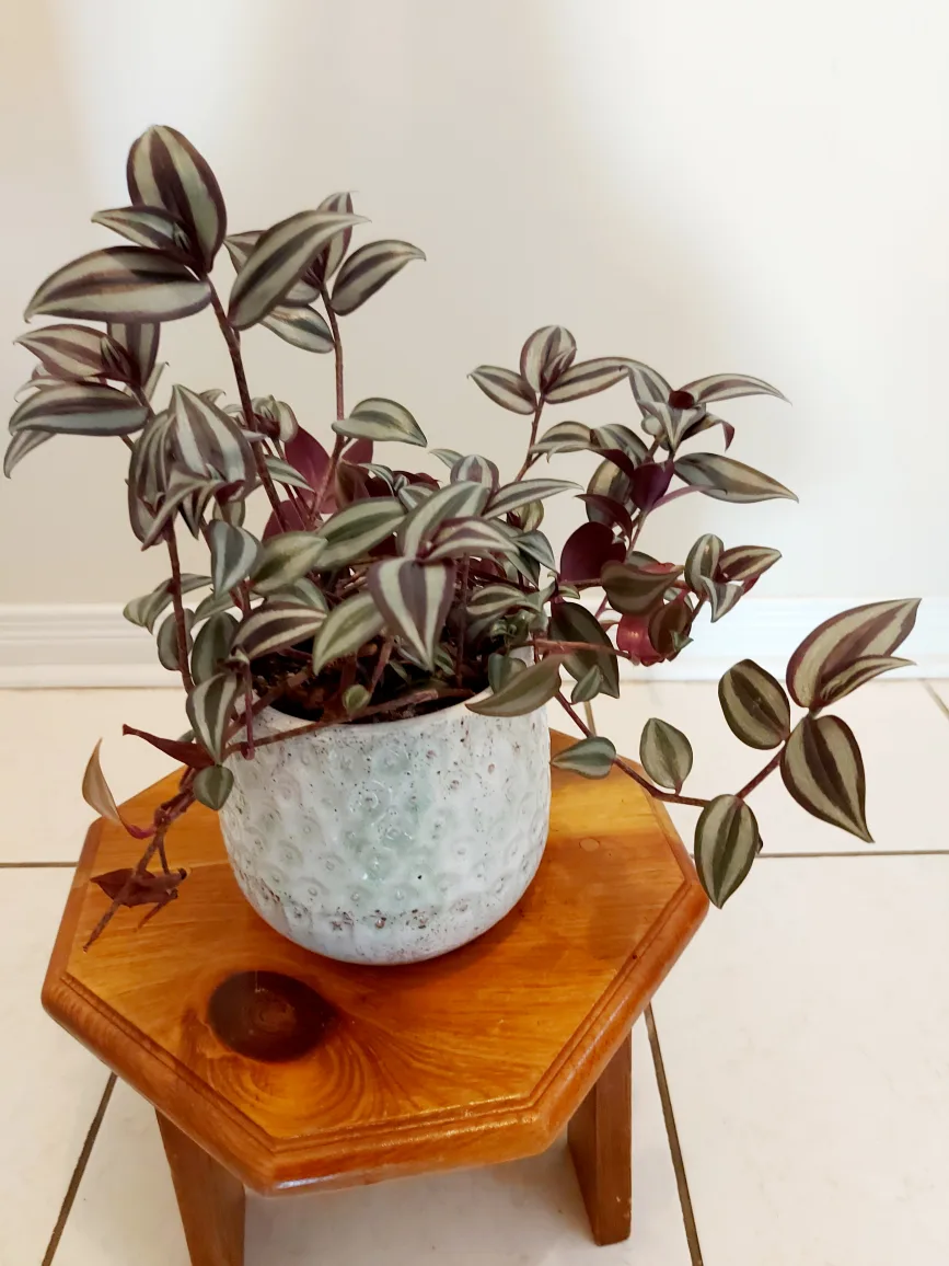 Tradescantia Zebrina Flower in Blue Heavy Planter image indicator(7)