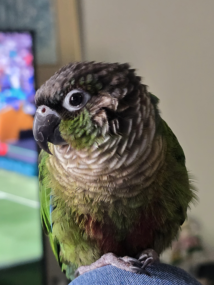 Green-Cheeked Conure 🦜 - photo 2