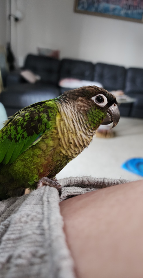 Green-Cheeked Conure 🦜 - photo 5