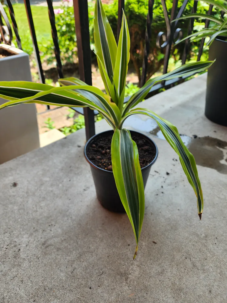 Indoor Plant in Black Pot thumbnail