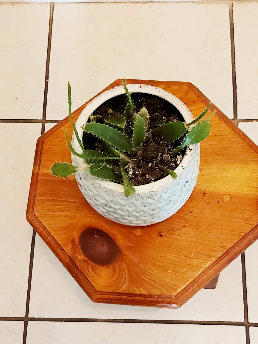 Christmas Cactus with Blue Planter image indicator(4)