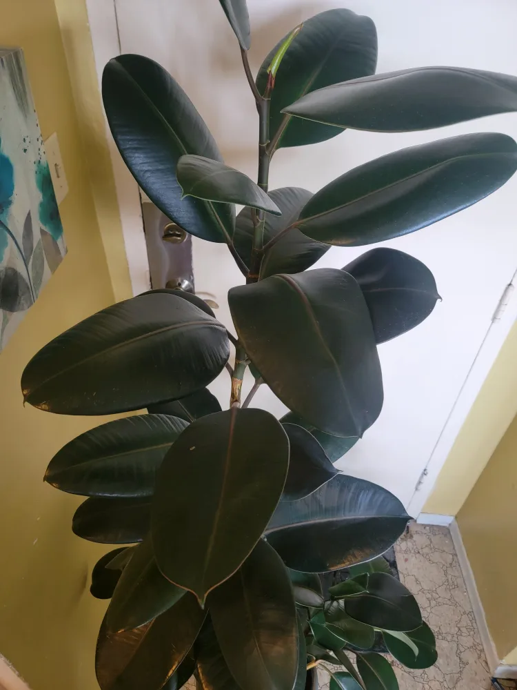 Large Rubber Plant indoor 6 ft ficus elastica tree image indicator(3)