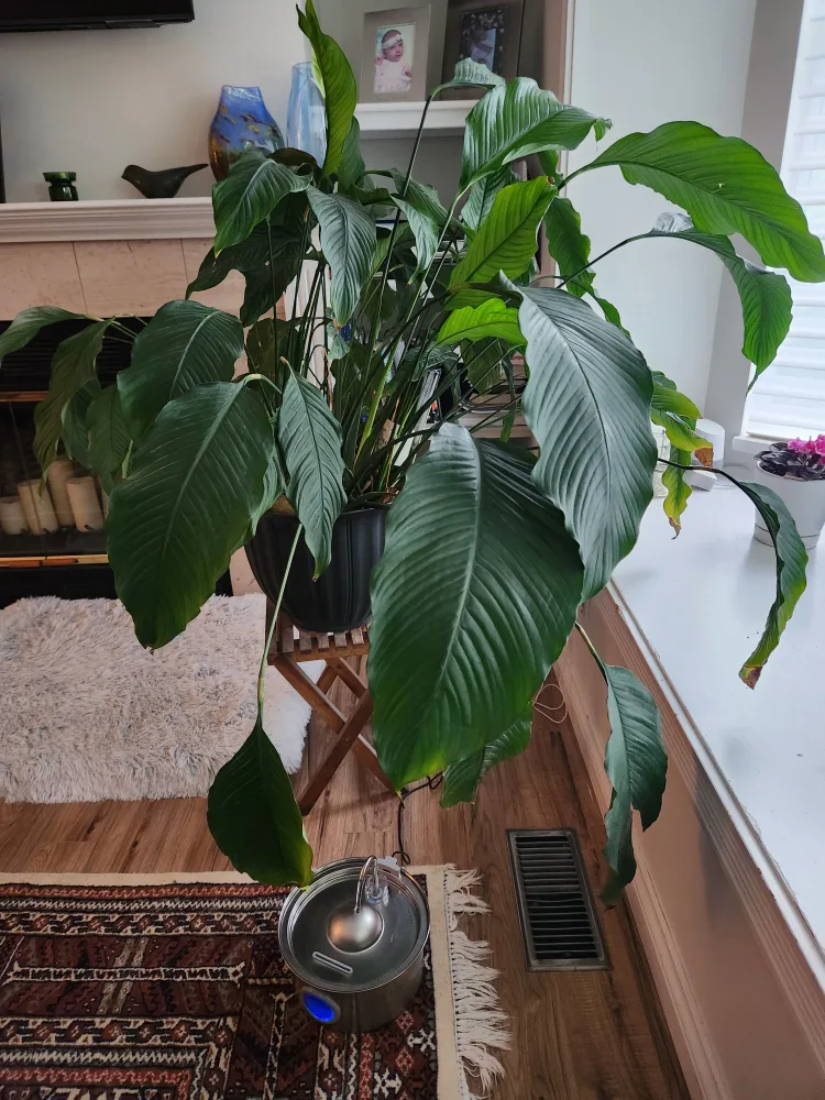 potted peace lily plant thumbnail