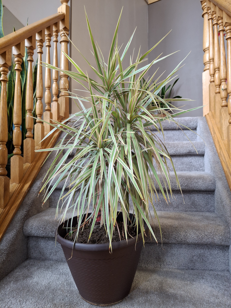 Dracaena Marginata Plant - photo 3