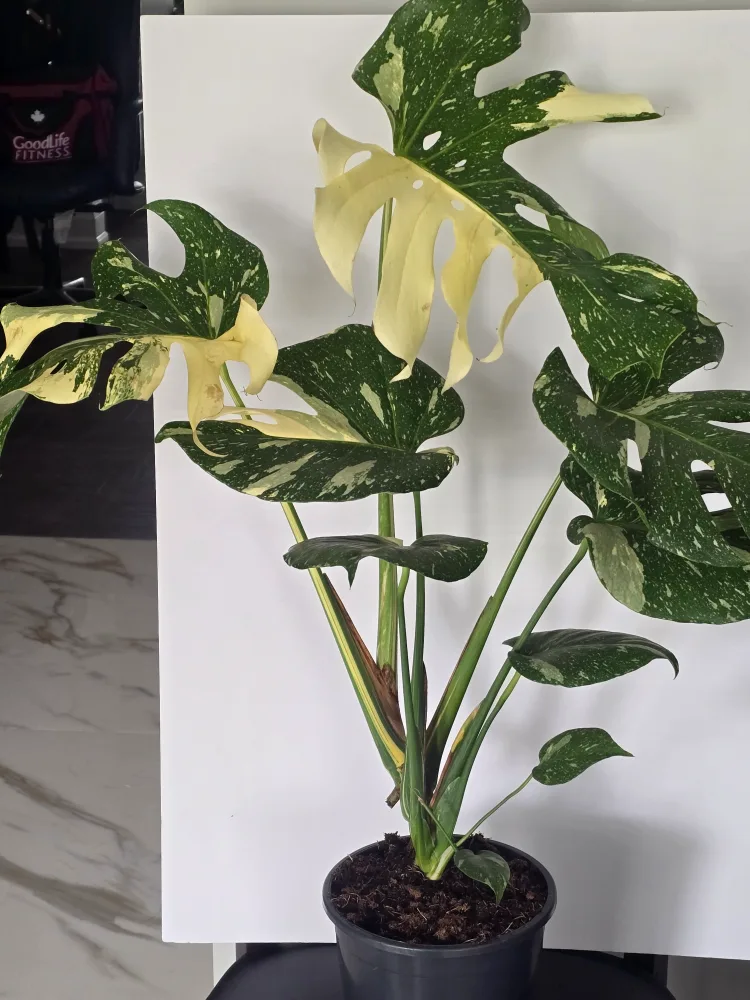 monstera  thai constellation thumbnail