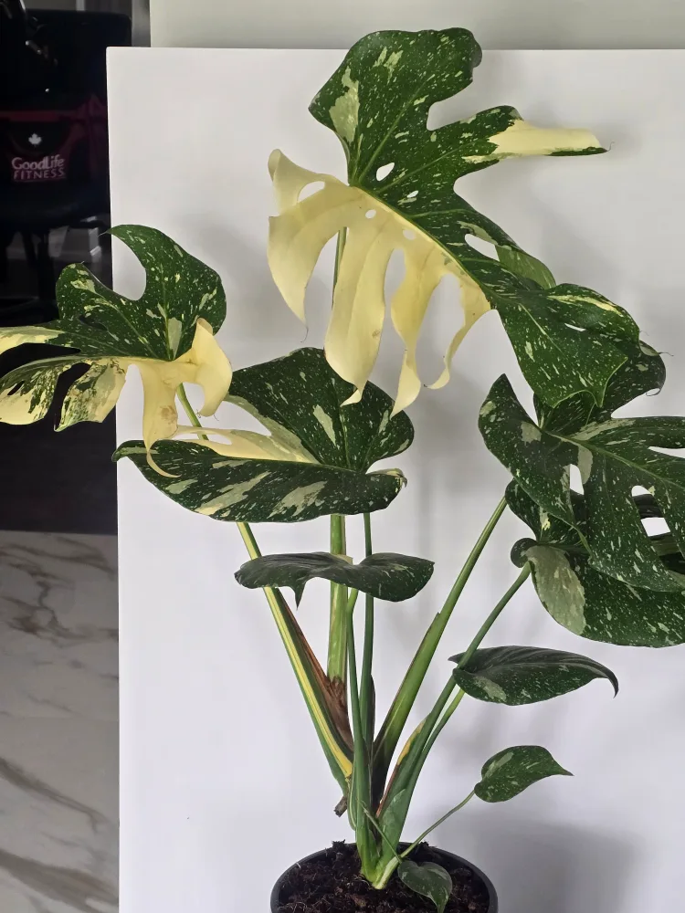 monstera  thai constellation image indicator(2)