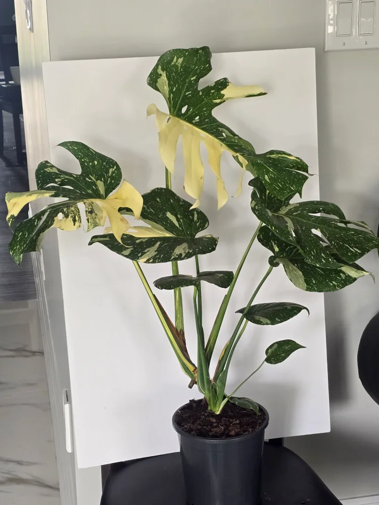 monstera  thai constellation image indicator(3)