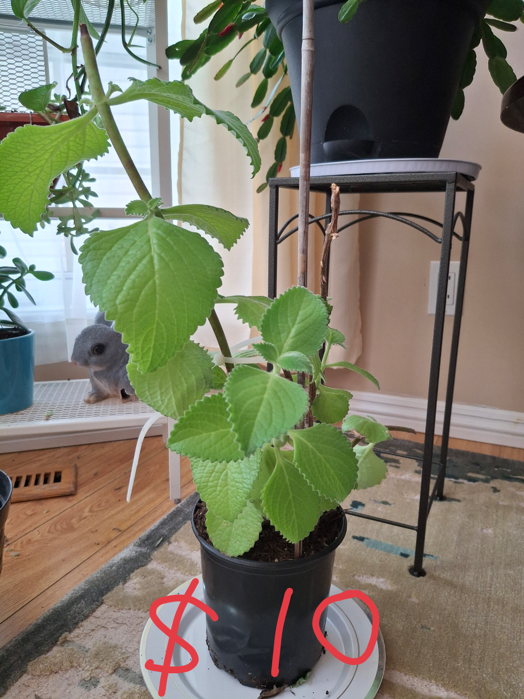 Potted Houseplant - photo 2
