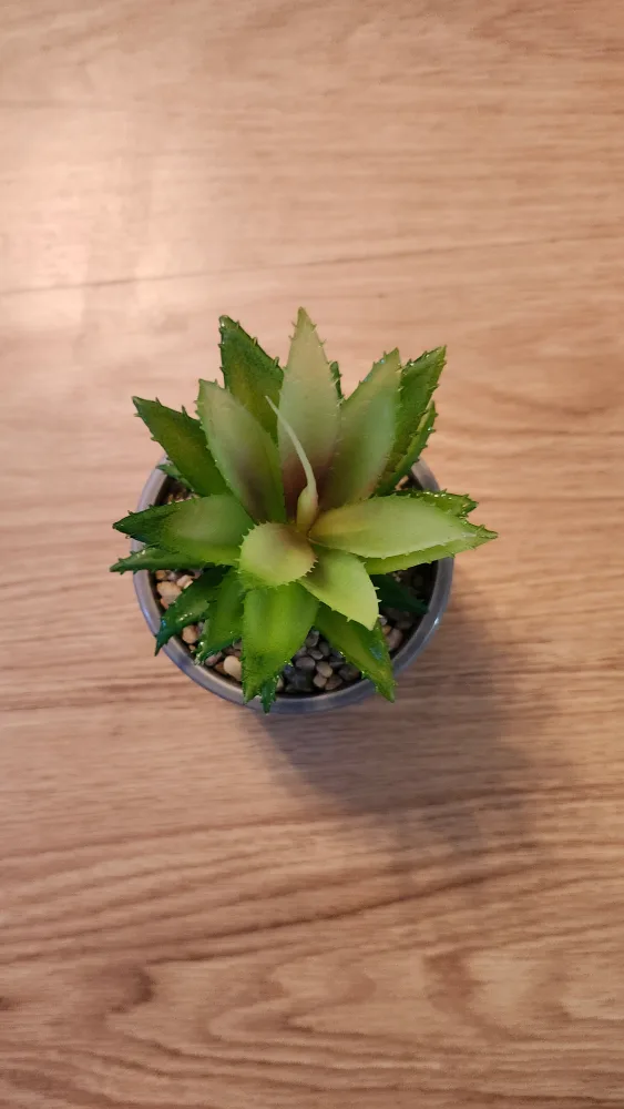 Artificial Succulent in Patterned Pot thumbnail