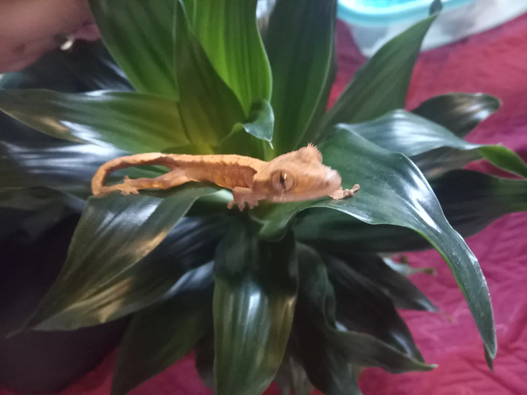 Juvenile Crested Gecko for Sale image indicator(2)